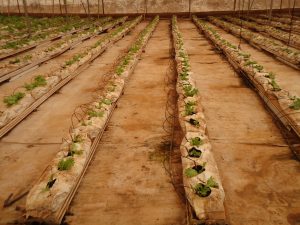 nomade-des-mer-dsc02696_32282793621_o